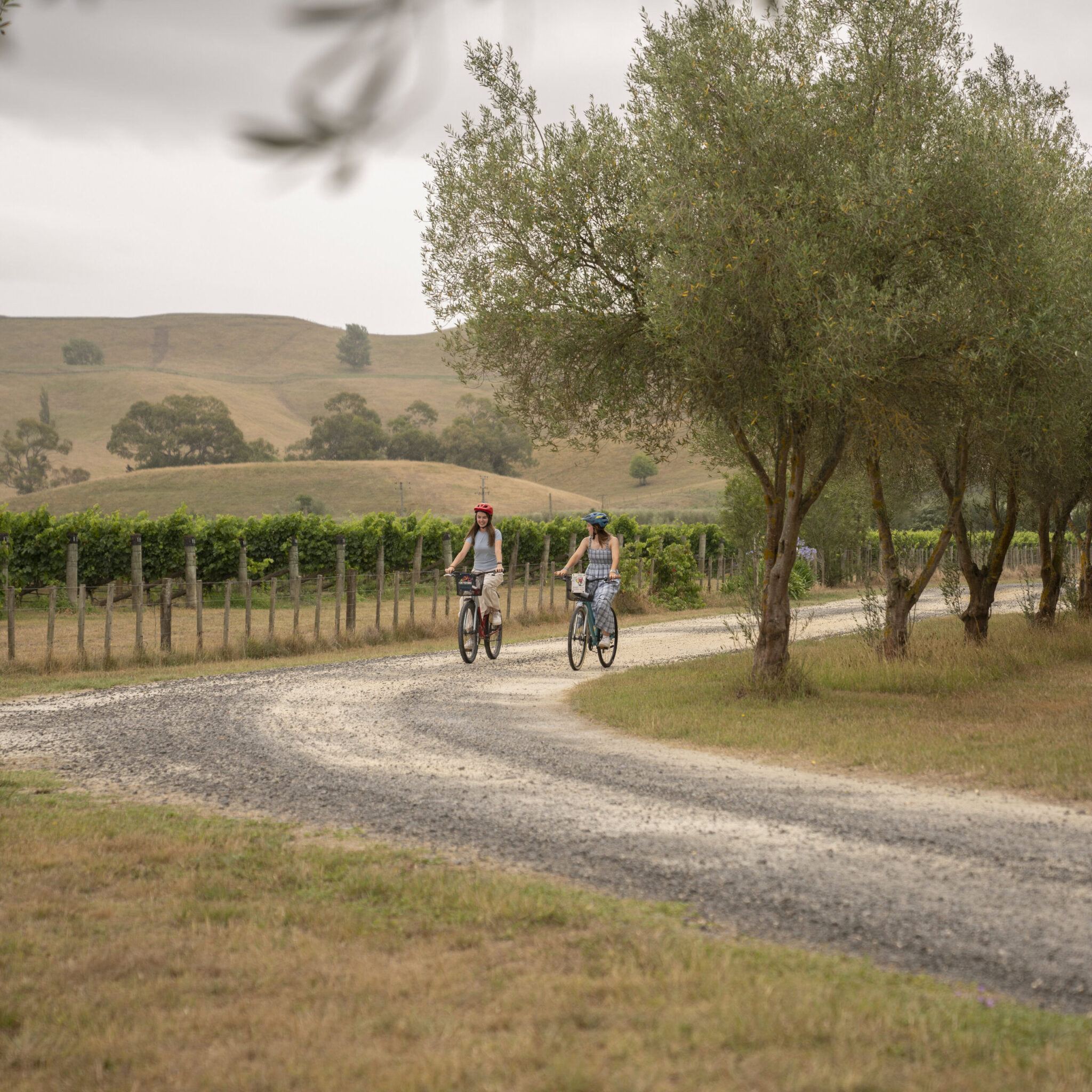 Home - Ash Ridge Winery